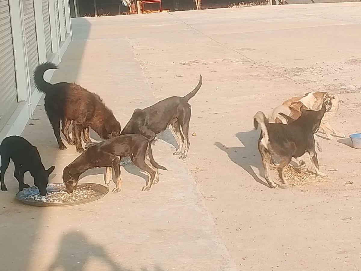 เตือนสายบุญ! ให้ข้าวหมาจรเสี่ยงคุก-ปรับแสน ฐานเป็นเจ้าของ