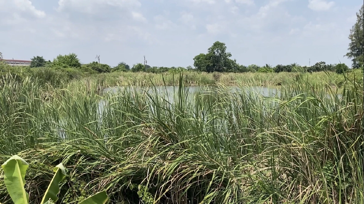 หนุ่มบางใหญ่ใจบุญ มอบมรดกที่ดิน 15 ไร่ 150 ล้านให้วัด