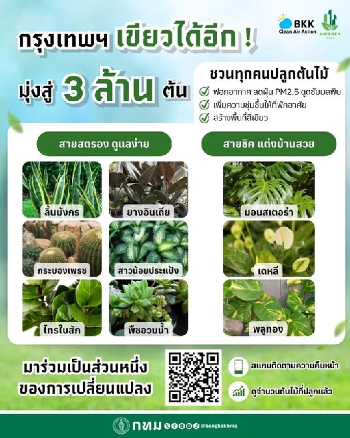 เปิดลิสต์ 8 ต้นไม้ฮีโร่ ฟอกอากาศ-ดักจับฝุ่น ฉบับคนเมือง