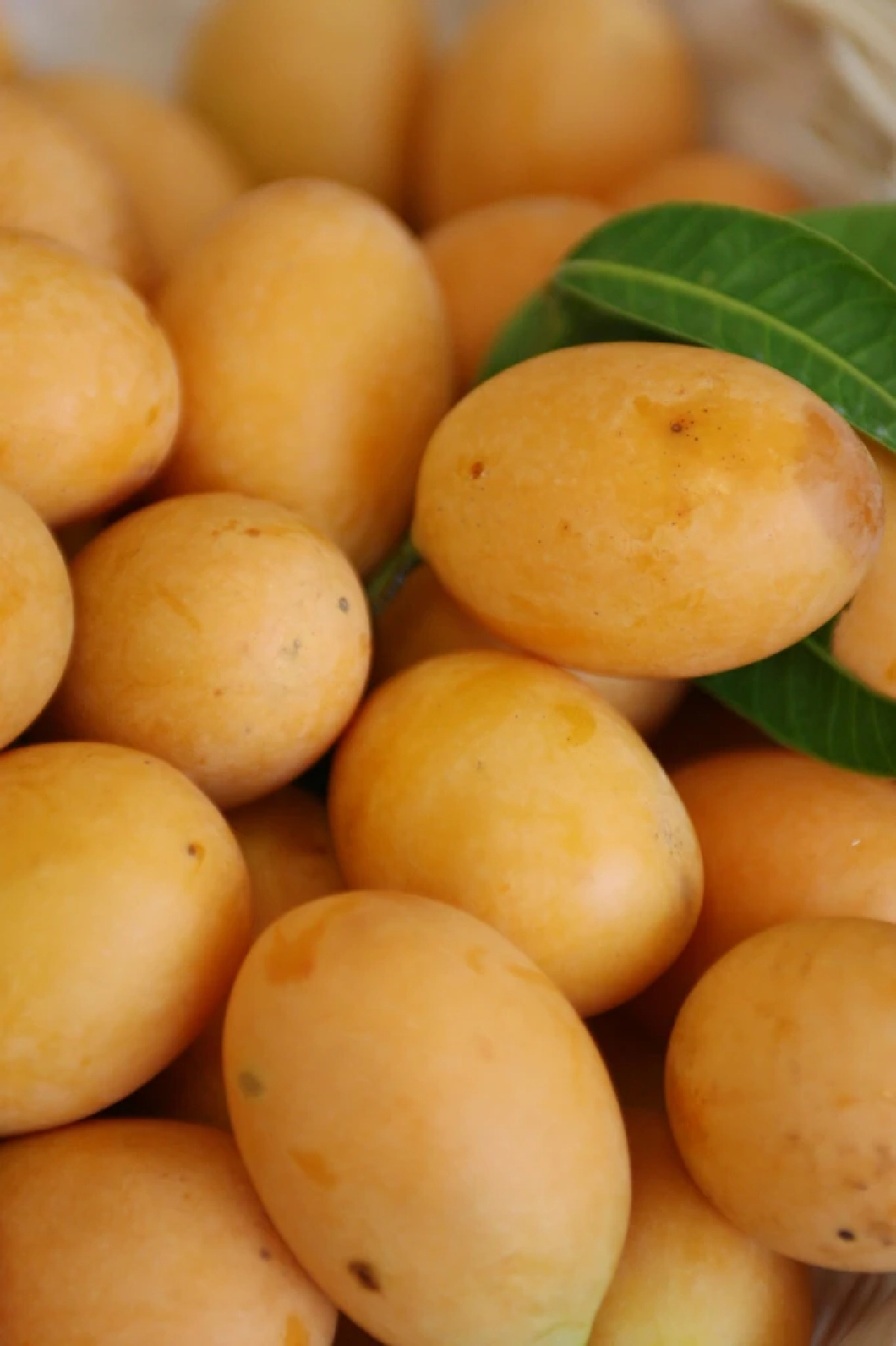 แยกแฝดคนละฝา มะปราง กับ มะยงชิด ดูยังไงไม่ให้สับสน