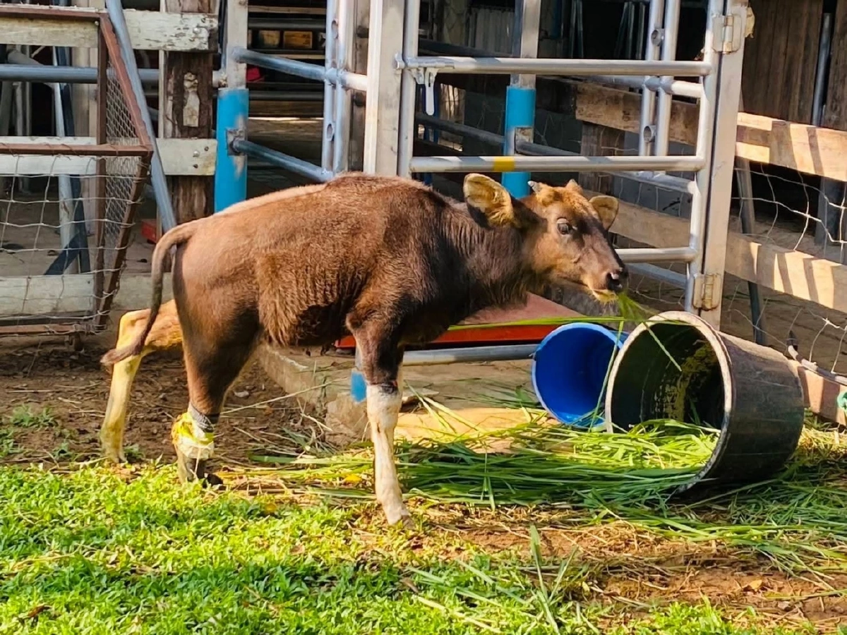 ปาฏิหาริย์มีจริง! น้องเนินหอม ลูกกระทิงขาขาด ได้ชีวิตใหม่