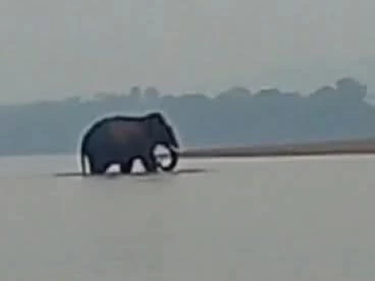 ช้างป่าภูวัวเดินข้ามแม่น้ำโขงไปลาว เจ้าหน้าที่เฝ้าระวังรอรับกลับ