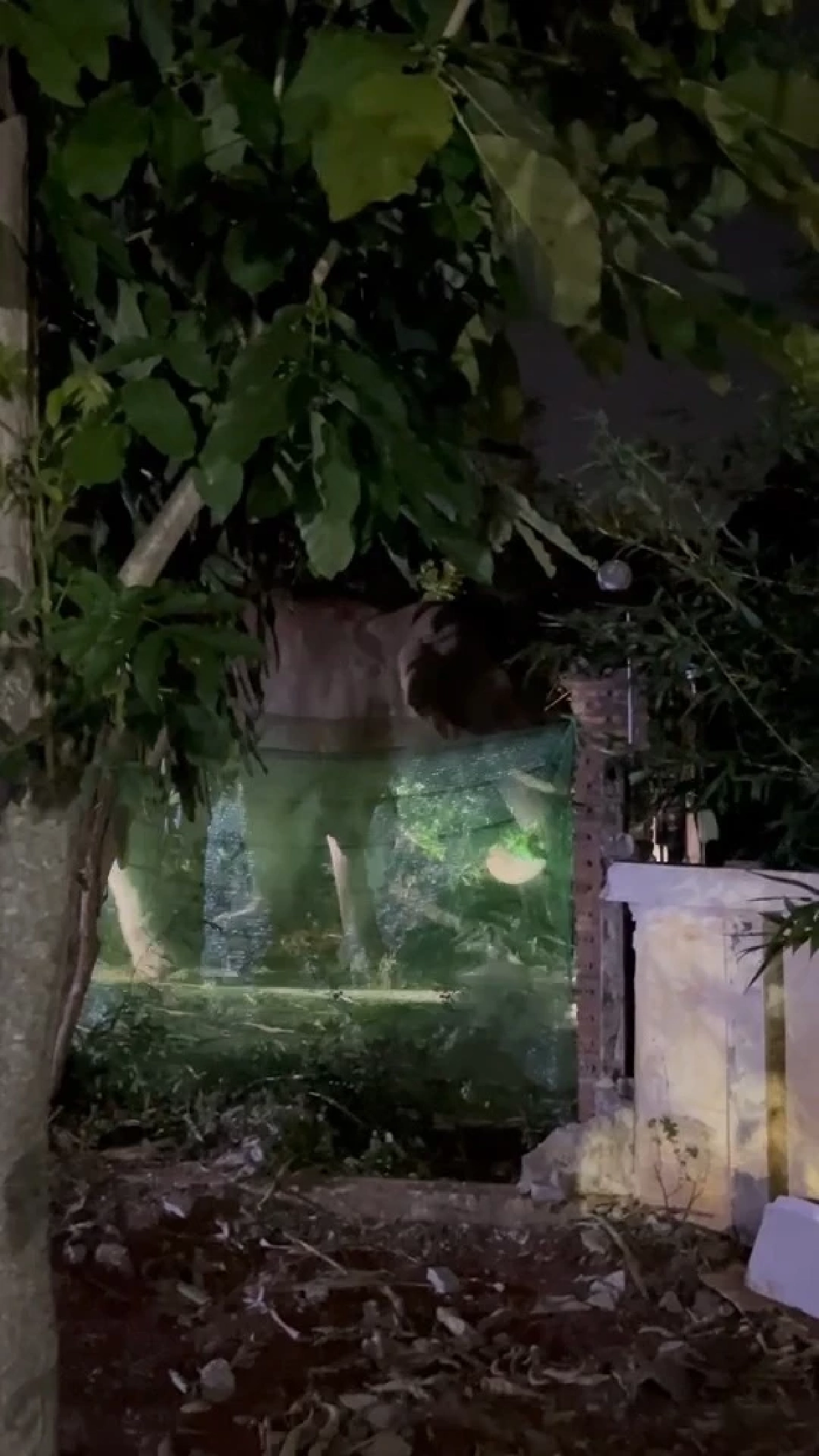 ขนลุกทั้งวัด! “พลายเบี่ยงเล็ก” โผล่ร่วมเวียนเทียนวันมาฆบูชา