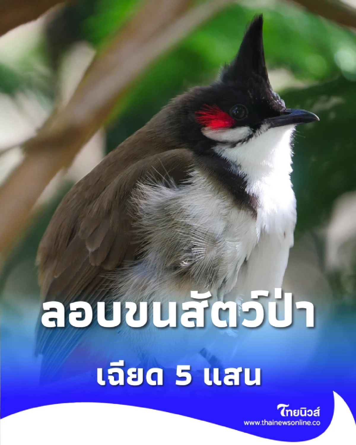 สกัดรถทัวร์ลาว-ไทย ลอบขนสัตว์ป่าซุกรถทัวร์เวียงจันทน์ เฉียด 5 แสน