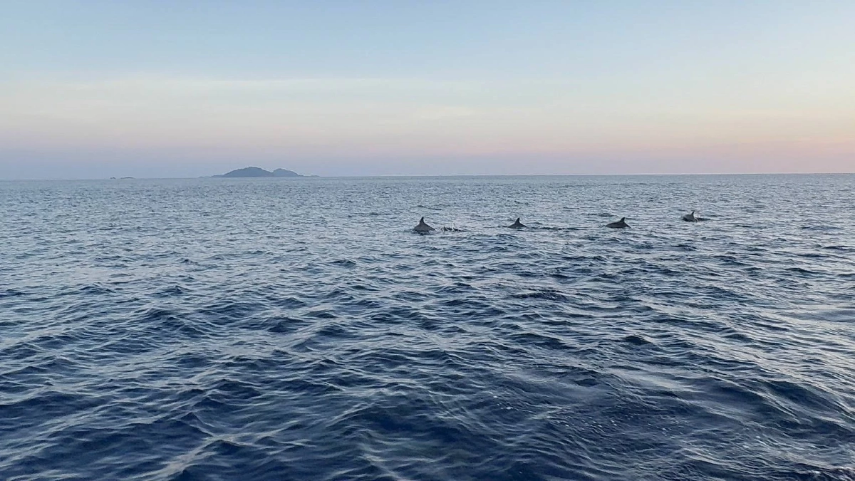 พบฝูงโลมาปากขวดกว่า 50 ตัว อวดโฉมที่กองหินแฟนตาซี สิมิลัน