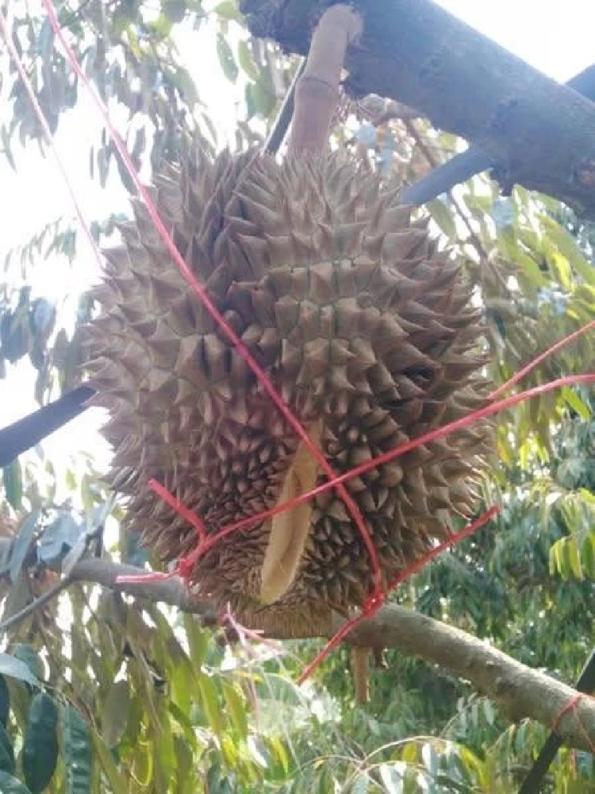 เทคนิคเด็ดชาวสวนต้องรู้ 5 วิธีดูแลทุเรียน สู้ภัยแล้ง อากาศระอุ