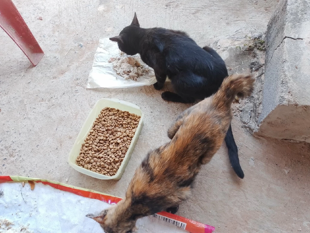 เตือนสายบุญ! ให้ข้าวหมาจรเสี่ยงคุก-ปรับแสน ฐานเป็นเจ้าของ