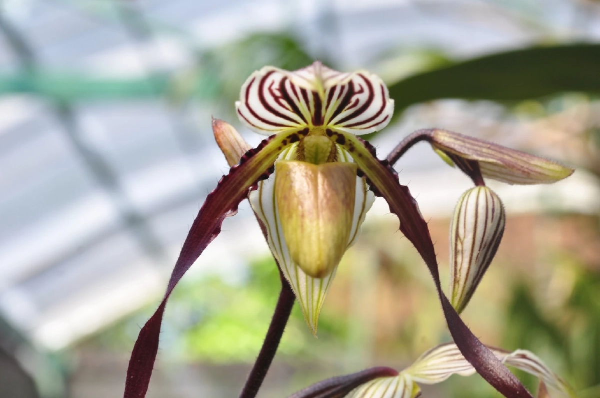 ชวนชมความงาม รองเท้านารีฟิลิปปินส์ กล้วยไม้หายากจากต่างแดน 