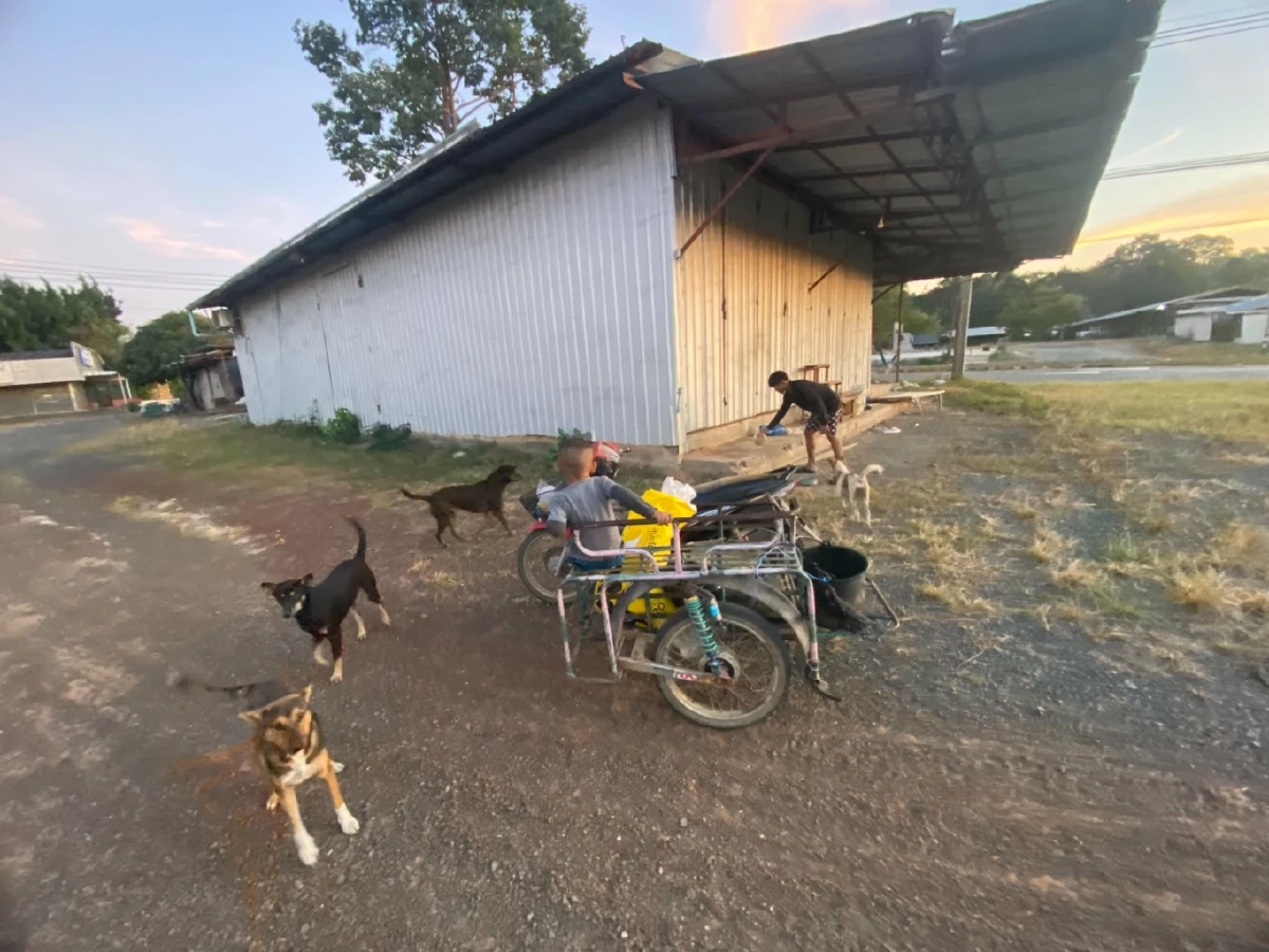 เร่งฉีดวัคซีนหมาแมวถูกแรงงานทิ้งชายแดนช่องจอม สกัดพิษสุนัขบ้า