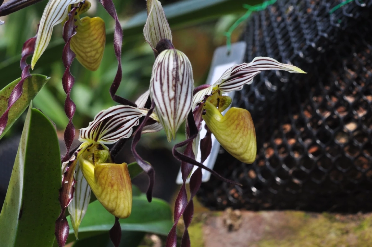 ชวนชมความงาม รองเท้านารีฟิลิปปินส์ กล้วยไม้หายากจากต่างแดน 