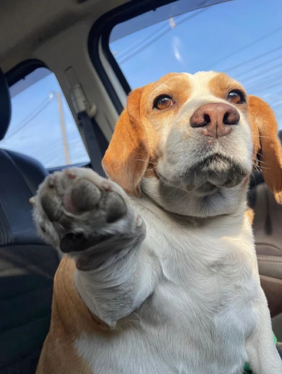 ส่งกำลังใจ "มู่ทู่" หมามีมดัง ป่วยมะเร็งเตรียมผ่าตัดโอกาสรอดน้อย