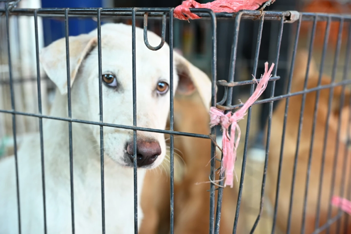 อธิบดีปศุสัตว์เปิดโครงการทำหมันสุนัข-แมวสกัดพิษสุนัขบ้า