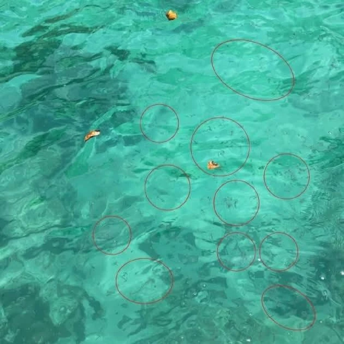 ภูเก็ตเตือน! แมงกะพรุนไฟบุกเกาะไม้ท่อน สั่งงดเล่นน้ำชั่วคราว