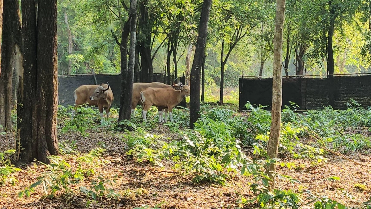 คืนชีพป่าสลักพระ! กาญจนบุรีปล่อยวัวแดงเพิ่ม 3 ตัว สู่ธรรมชาติ