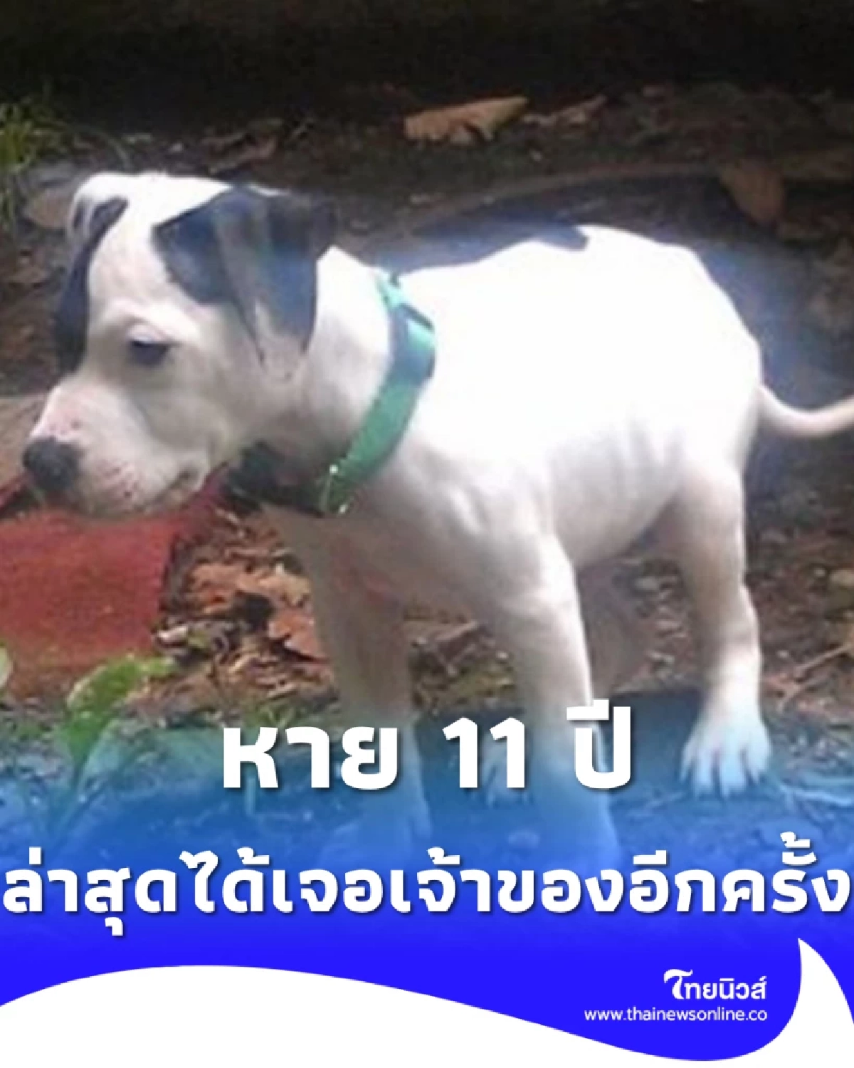 น้ำตาซึมทั้งบ้าน สุนัขถูกขโมยหายนาน 11 ปี ก่อนกลับมาหาเจ้าของ