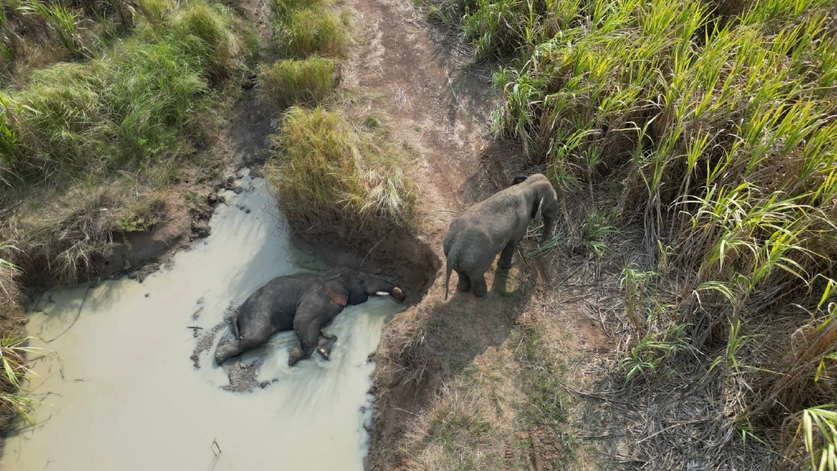 สบอ.1 ปราจีนบุรี ยกระดับเฝ้าระวังช้างป่าเจ้างาเบี่ยงในพื้นที่ไร่อ้อย