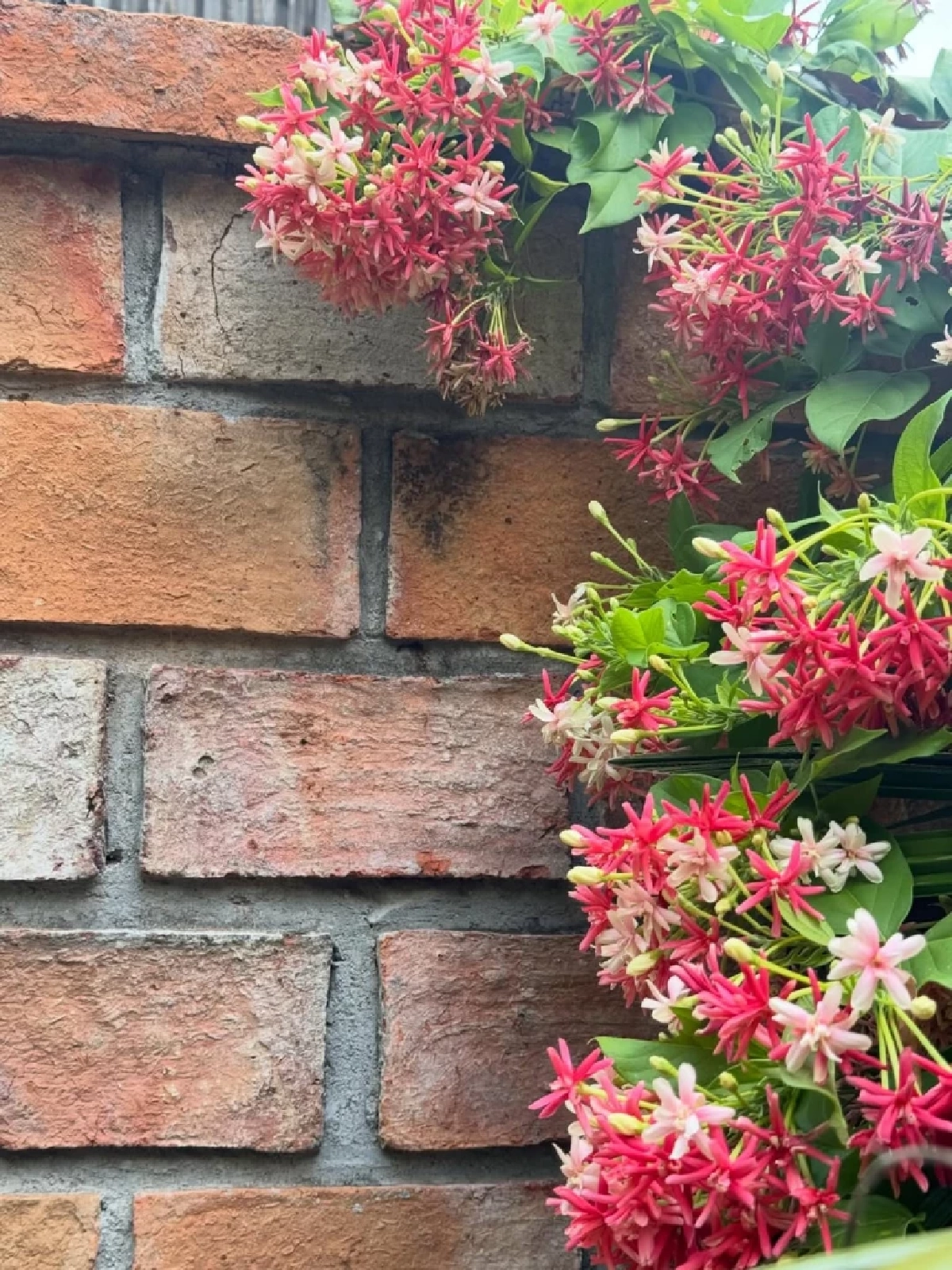 ส่องบ้านสุพรรณบุรีของ นก สินจัย  เสน่ห์บ้านไม้ไทย อบอุ่นเรียบง่าย