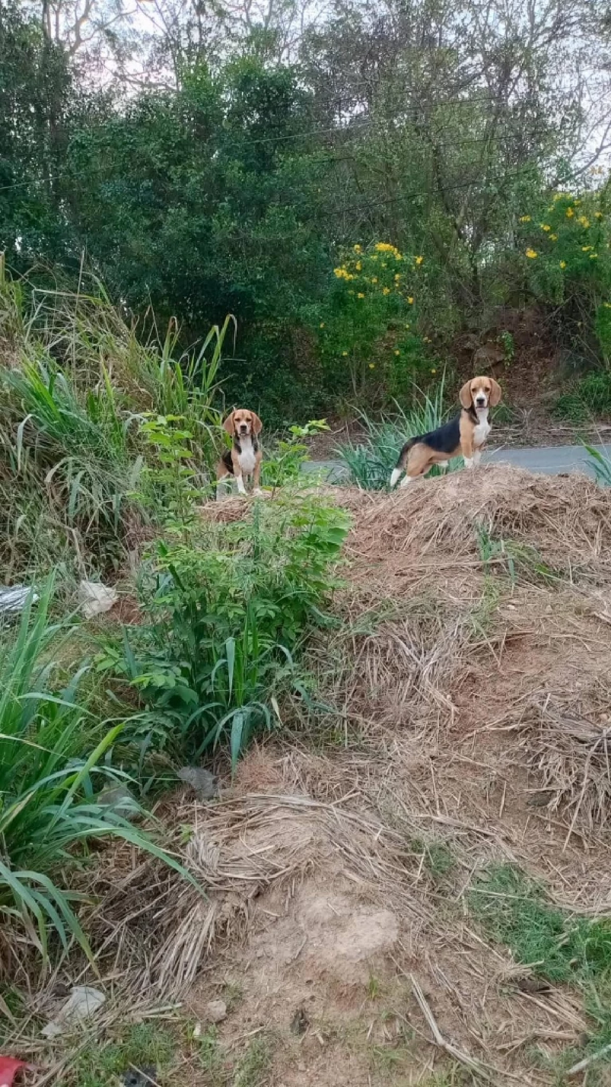 ในหลวง ร.10 ทรงพระเมตตา รับ 2 บีเกิ้ล ถูกทิ้งสุสาน ชุบเลี้ยงในวัง