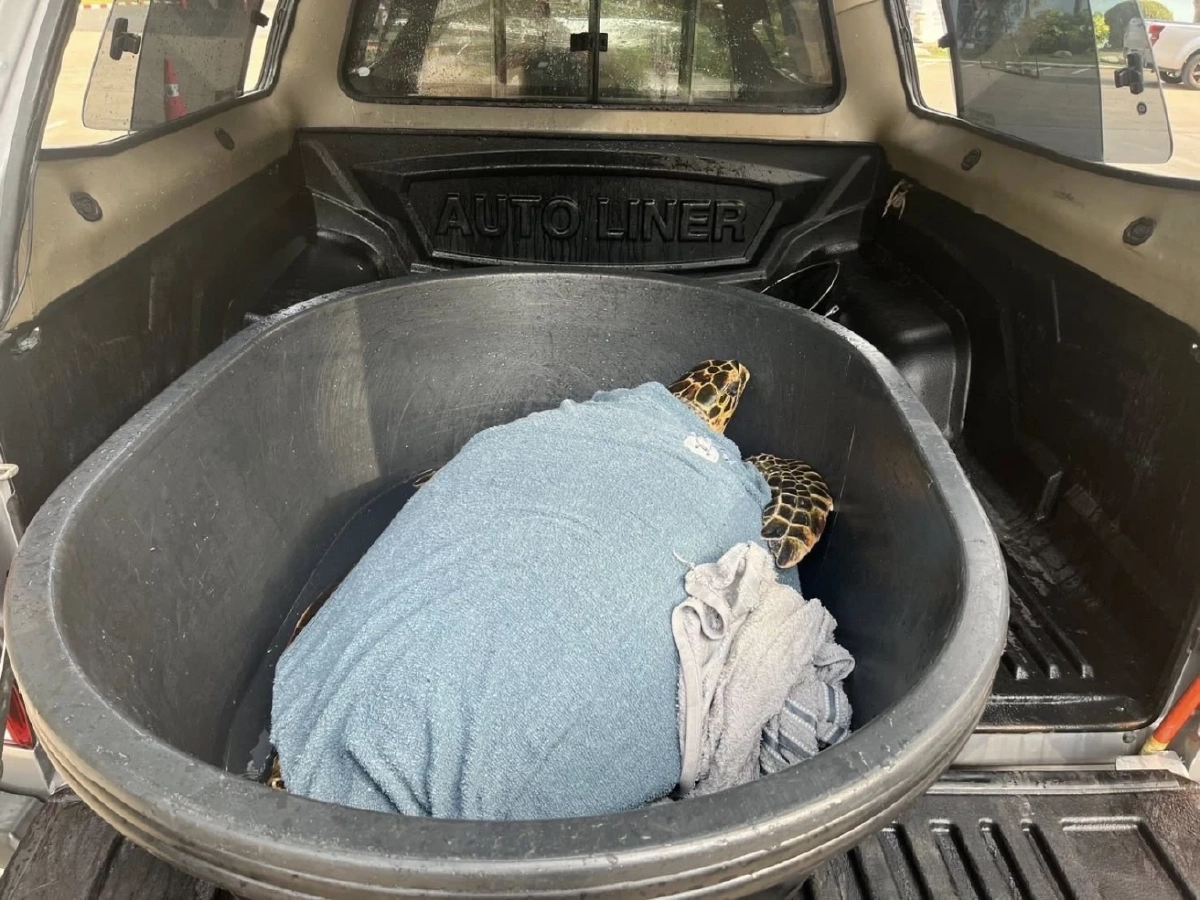 ระดมช่วย Manasa เต่ากระขวัญใจพัทยาถูกเบ็ดเกี่ยวคอปลอดภัยแล้ว