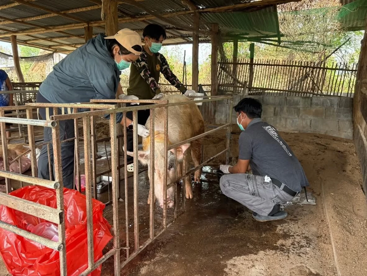 เสือโคร่งปิ่น บุกฟาร์มหมูแม่วงก์ กรมอุทยานฯ เร่งติดตาม