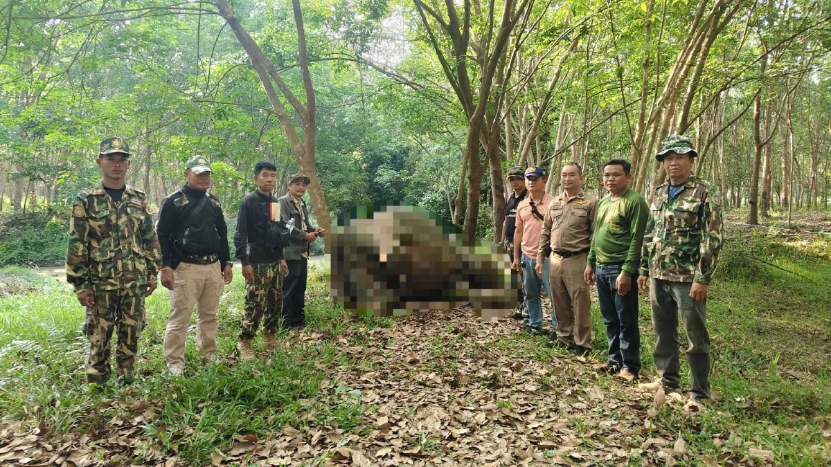 ช้างป่าภูวัวล้มปริศนากลางสวนยาง เร่งผ่าพิสูจน์ซากหาสาเหตุ