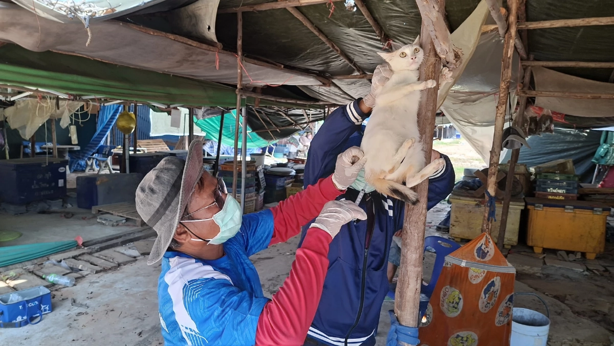 เร่งฉีดวัคซีนหมาแมวถูกแรงงานทิ้งชายแดนช่องจอม สกัดพิษสุนัขบ้า