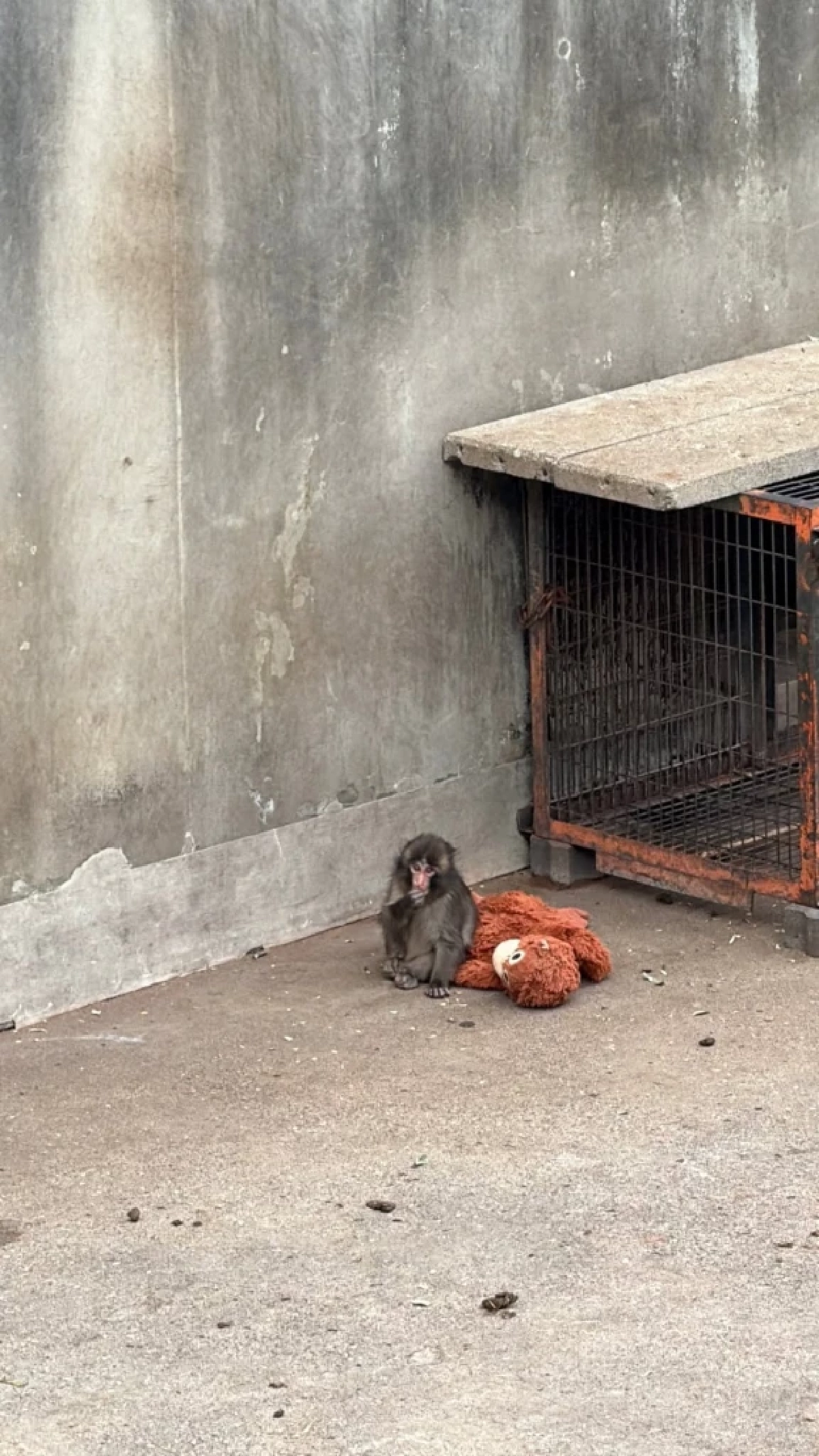 โมเมนต์อบอุ่น “ลิซ่า” เช็กอินสวนสัตว์  ให้กำลังใจ “พันซ์คุง”