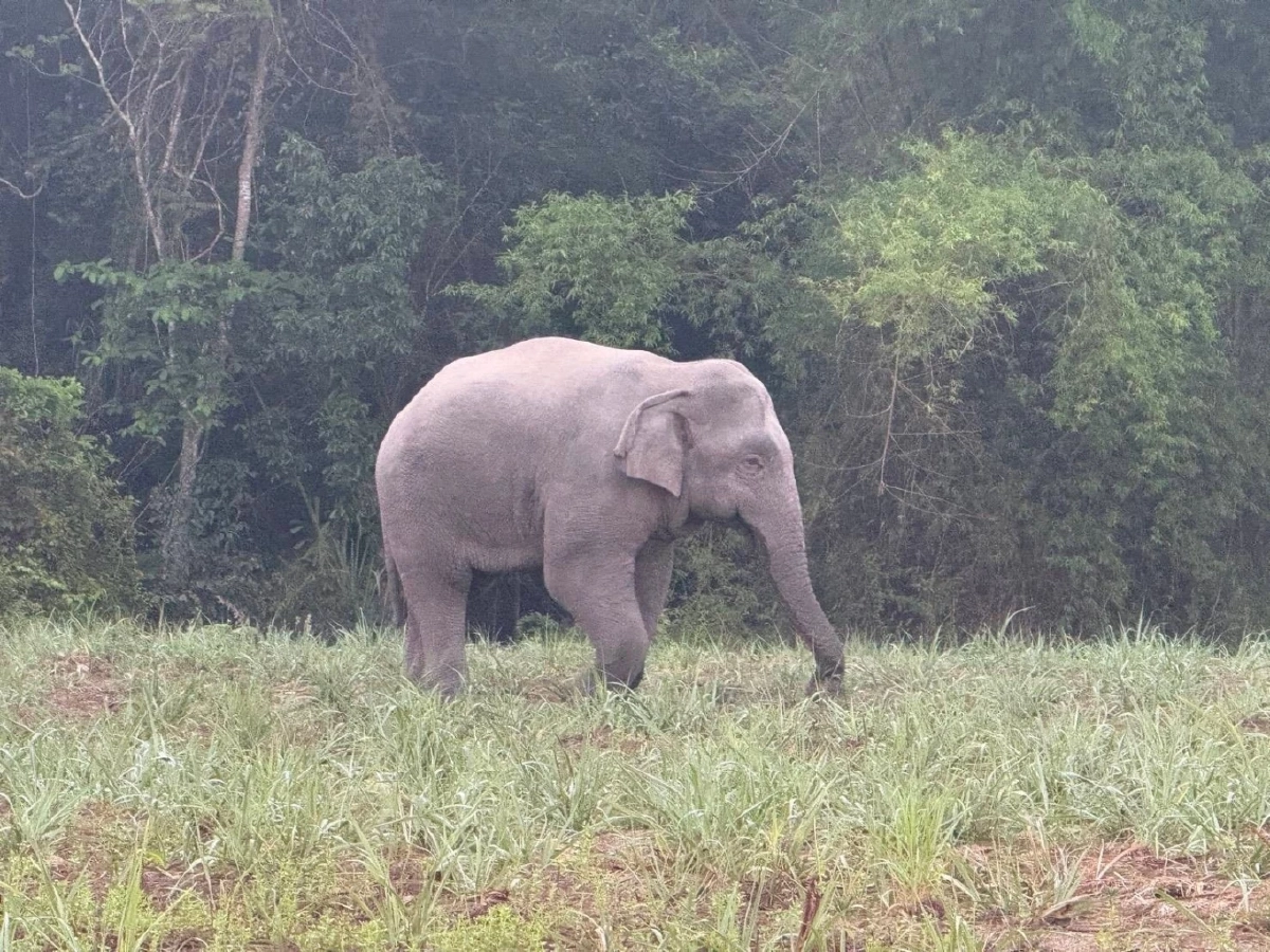 สั่งคุมเข้ม! 3 สีดอจอมป่วนบุกชายแดนกาบเชิง เจ้าหน้าที่เร่งผลักดันคืนป่า