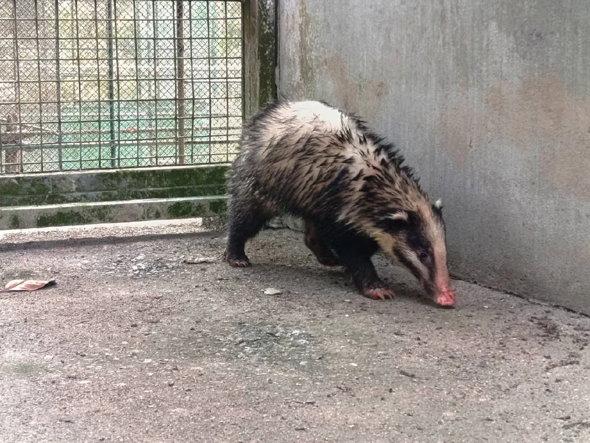 เจ้าหน้าที่ช่วยหมูหริ่งพลัดหลงที่สะเดา เตรียมส่งคืนสู่ธรรมชาติ