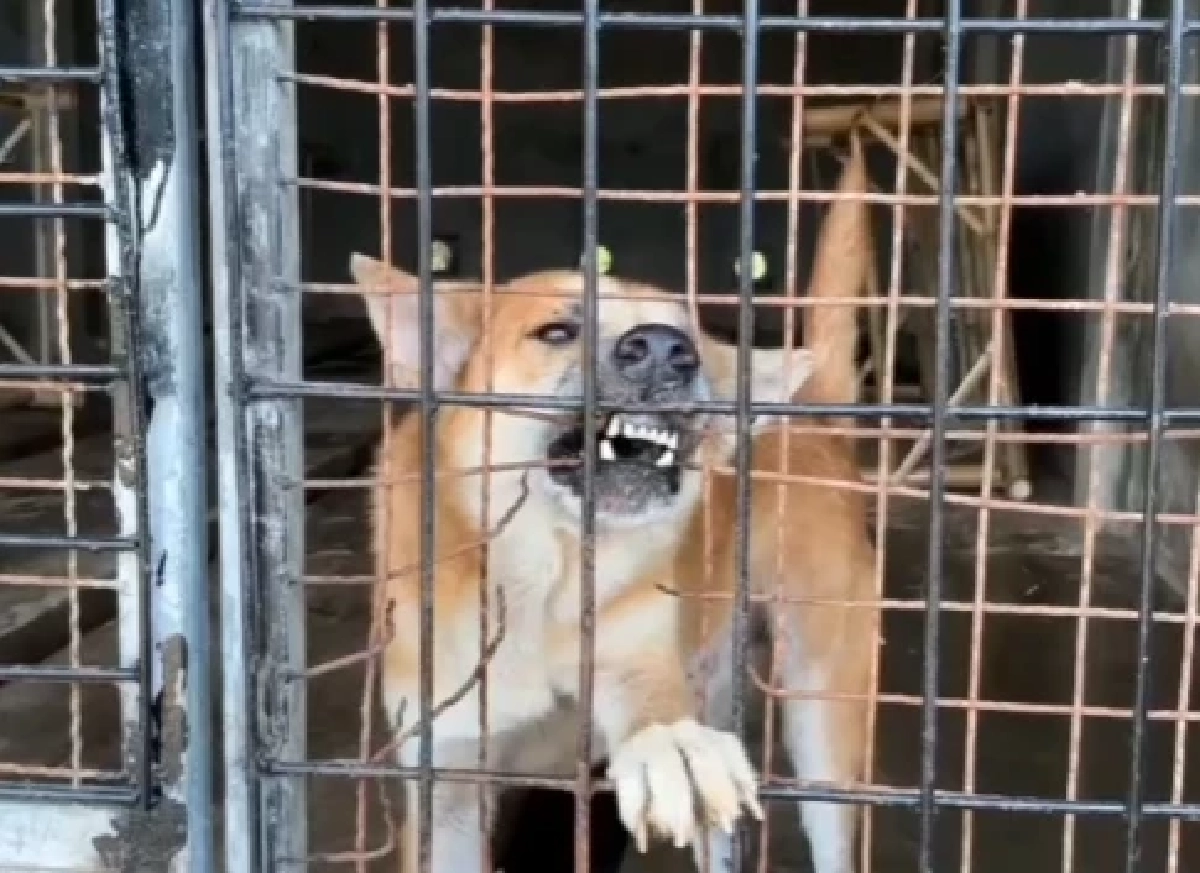 เดอะโฮป สงขลา จี้ปิดศูนย์พักพิงแม่ขรี พบสุนัขสุขภาพแย่