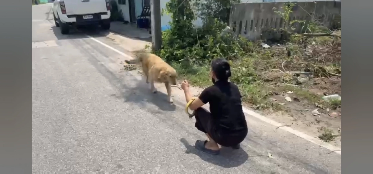 น้ำตาท่วม! โกลเด้นตาบอดจำเจ้าของเก่าได้ เชื่อถูกเจ้าของใหม่ทิ้ง