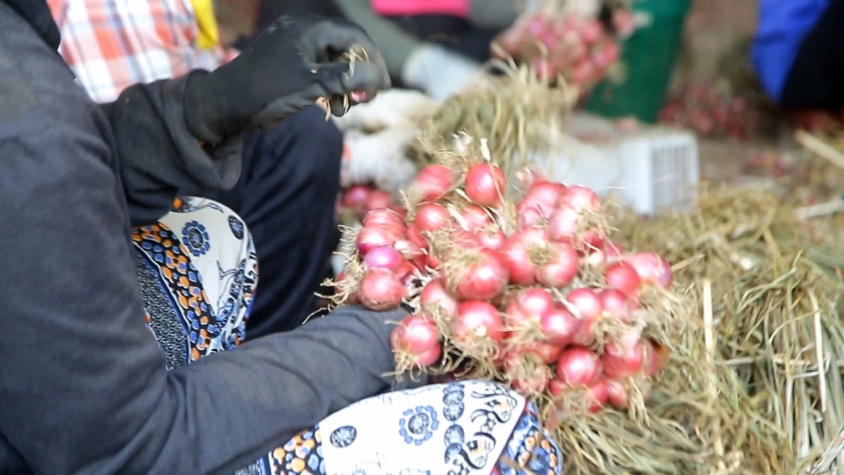 วิกฤตหอมลำพูนราคาดิ่งต่ำสุดในรอบ 10 ปี ชาวสวนแบกหนี้อ่วม