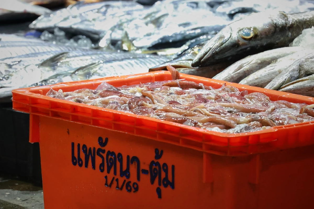 แพปลาโอดน้ำมันพุ่ง-ต้นทุนพุ่ง 30% วอนรัฐคุมราคาอุปกรณ์ด่วน