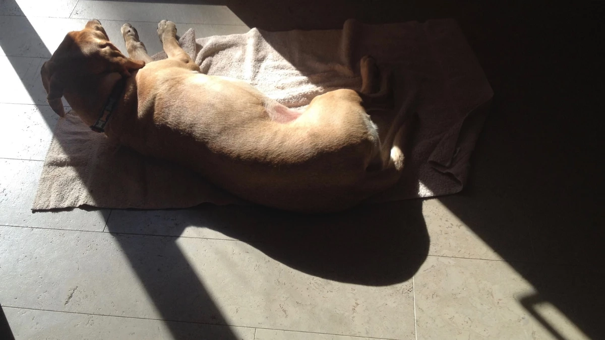 ร้อนจัดระวังฮีทสโตรกสัตว์เลี้ยง! แนะ 5 วิธีดูแลหมาแมวให้ปลอดภัย