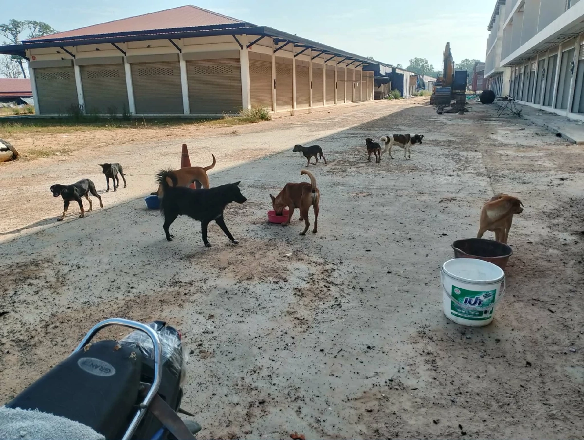 เร่งฉีดวัคซีนหมาแมวถูกแรงงานทิ้งชายแดนช่องจอม สกัดพิษสุนัขบ้า