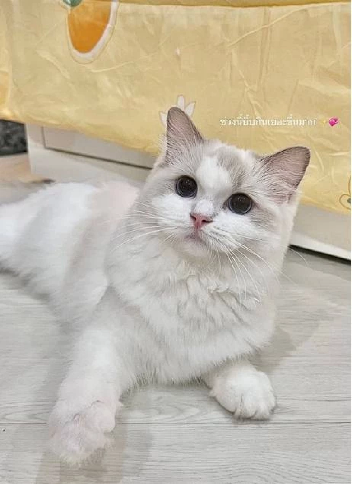 ศึกชิง "น้องแมว" รักจบแต่ปัญหาไม่จบ ฟ้องทวงคืน 4 ตัว เกือบ 6.4 แสน