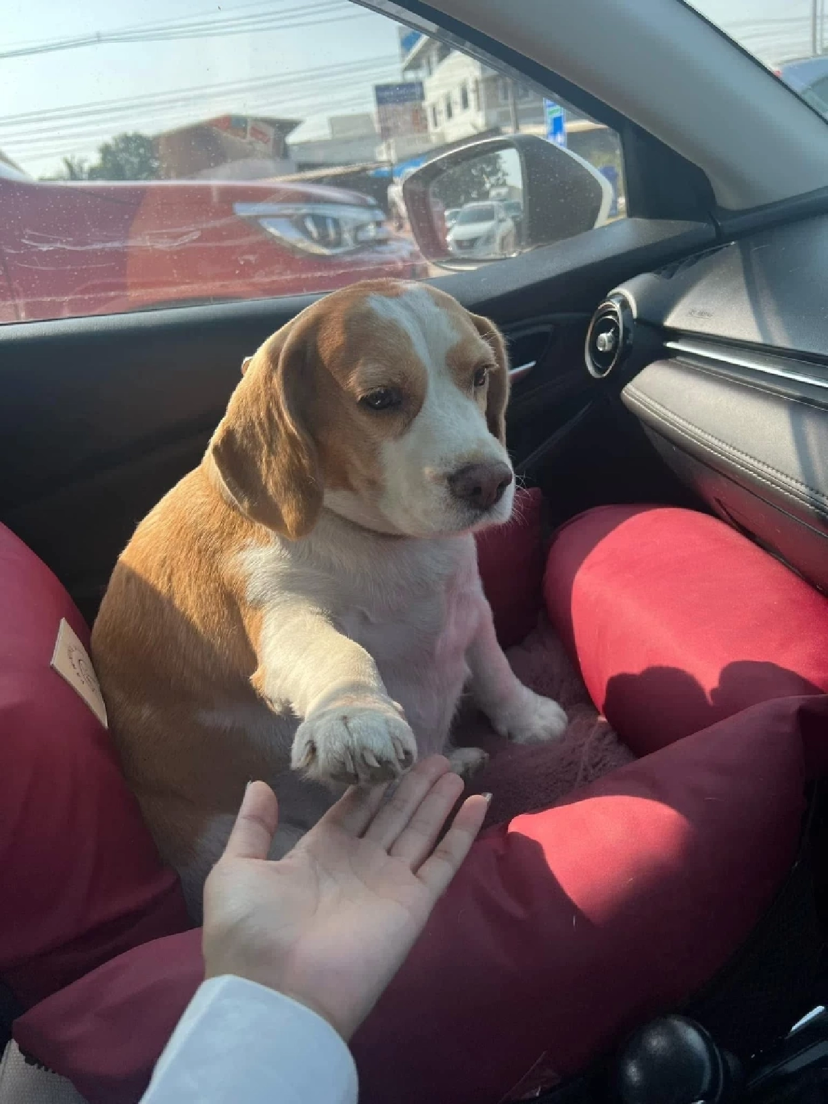 ส่งกำลังใจ "มู่ทู่" หมามีมดัง ป่วยมะเร็งเตรียมผ่าตัดโอกาสรอดน้อย