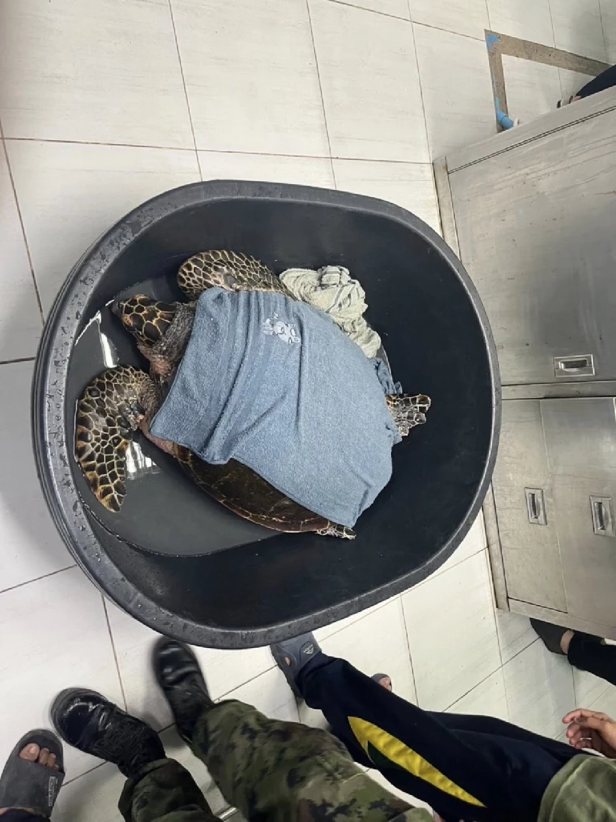 ระดมช่วย Manasa เต่ากระขวัญใจพัทยาถูกเบ็ดเกี่ยวคอปลอดภัยแล้ว