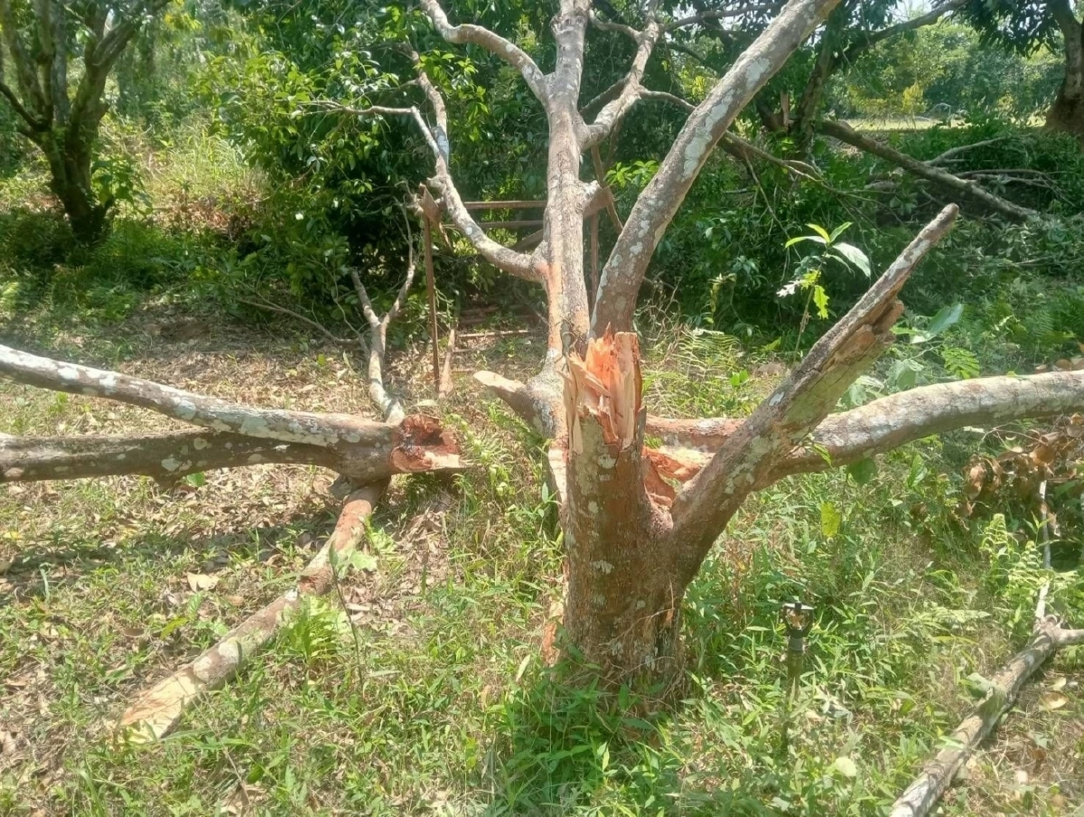 รัฐบาลสนับสนุนงบกลางปี 69 งวดแรกกว่า 7.3 ล้านบาท ให้กรมอุทยานฯ