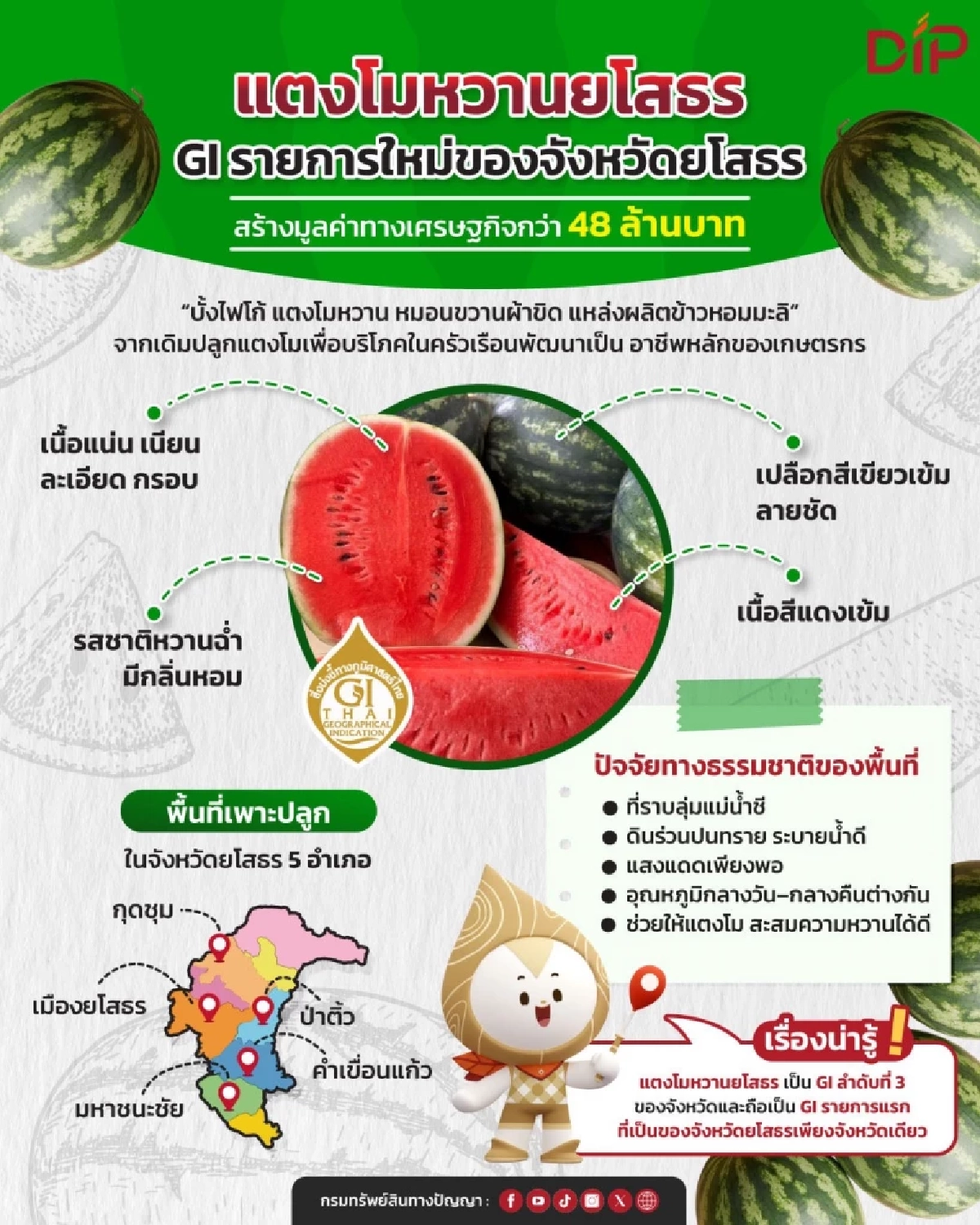 ขึ้นทะเบียน GI  แตงโมหวานยโสธร สร้างมูลค่าเพิ่ม ยกระดับเศรษฐกิจชุมชน