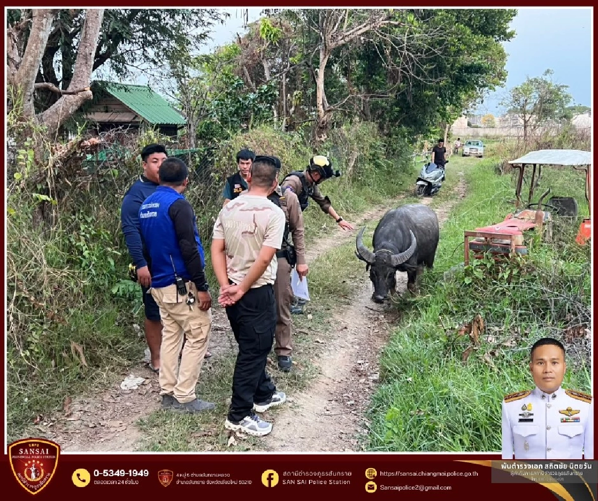 อาการล่าสุด บุญรอด ควายหนีจากงานศพ ได้บ้านใหม่ ไม่ต้องหนีแล้ว