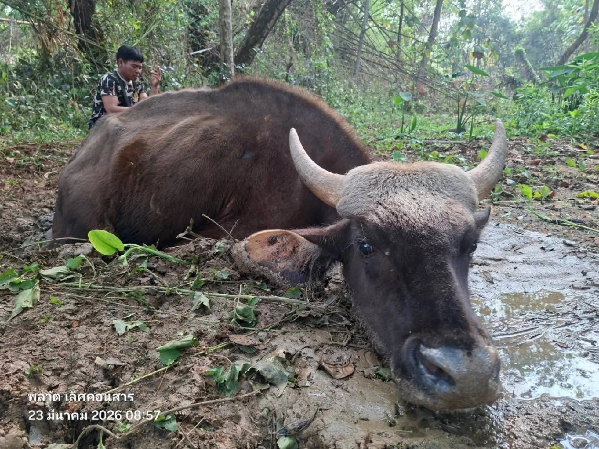 วินาทีชีวิต! กระทิงป่าจมโคลนดูดครึ่งตัว จนท.ช่วยรอดหวุดหวิด