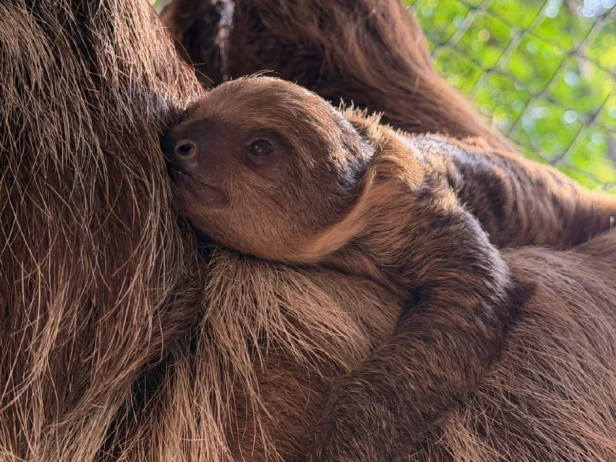 สวนสัตว์เปิดเขาเขียว เปิดตัว "ลูกสลอธ" สมาชิกใหม่สุดน่ารัก