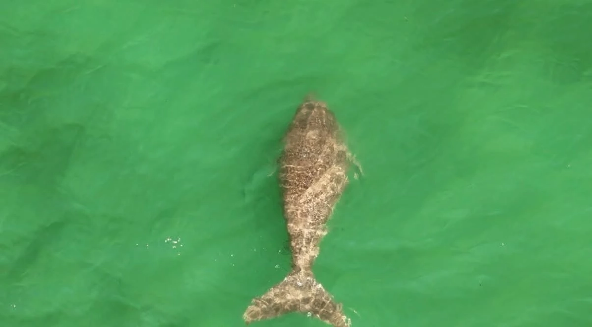 ศูนย์วิจัยฯ ตรัง ใช้โดรนพบพะยูน 3 ตัวที่หาดหยงหลำ สุขภาพดี