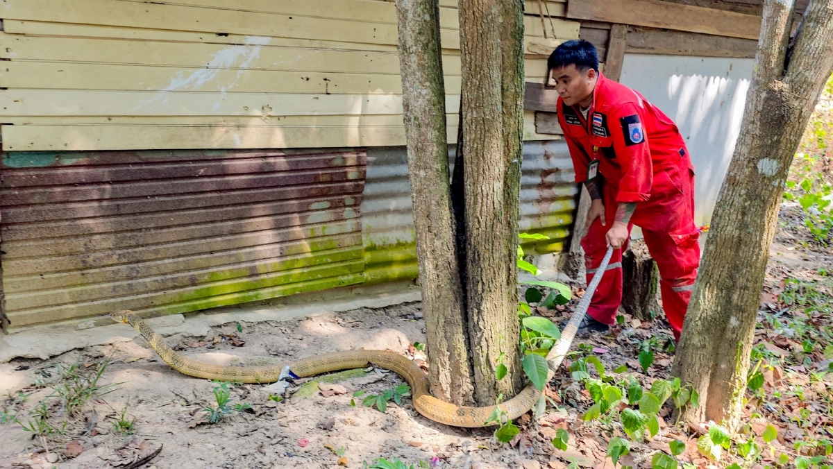 กู้ภัยสัตหีบสยบงูจงอางยาว 4 เมตร ซุกรถบรรทุก 6 ล้อ