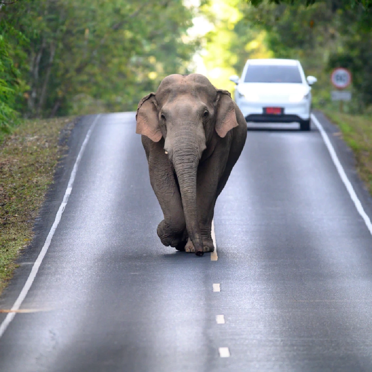 ช้างสีดอคืออะไร? ลักษณะทางกายภาพของช้างตัวผู้ไร้งาที่คุณอาจเข้าใจผิด