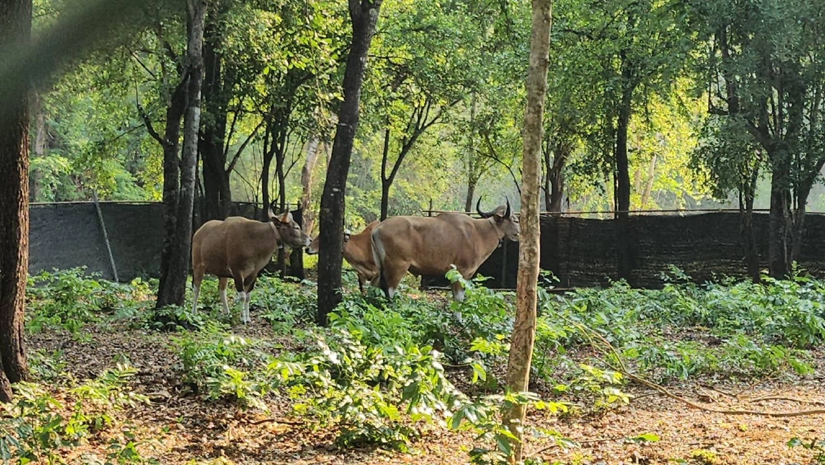 คืนชีพป่าสลักพระ! กาญจนบุรีปล่อยวัวแดงเพิ่ม 3 ตัว สู่ธรรมชาติ