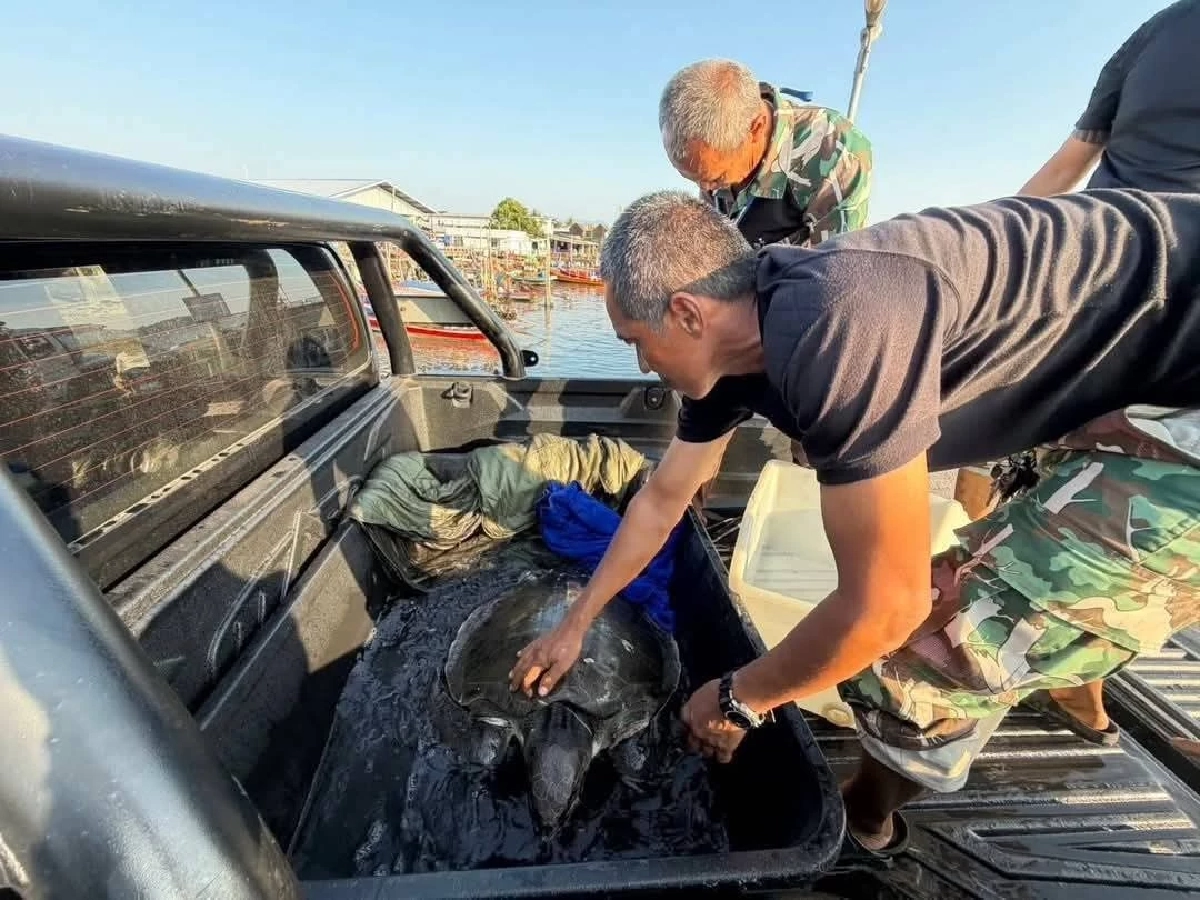 อุทยานฯ สิมิลัน ช่วยเต่าหญ้าติดอวนเกาะบอน ส่งรักษาภูเก็ต