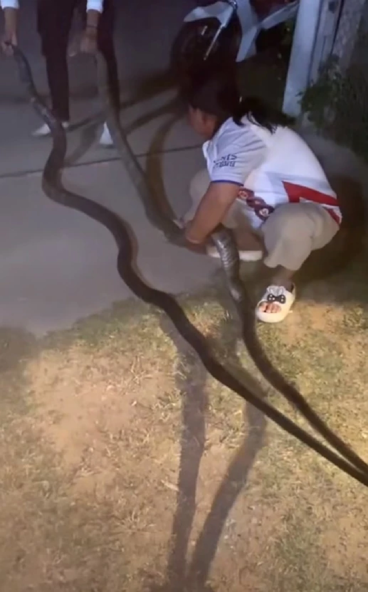 เปิดบ้านเลขที่ งูจงอางขนาดใหญ่ 2 ตัว เปิดศึกกลางลานบ้าน