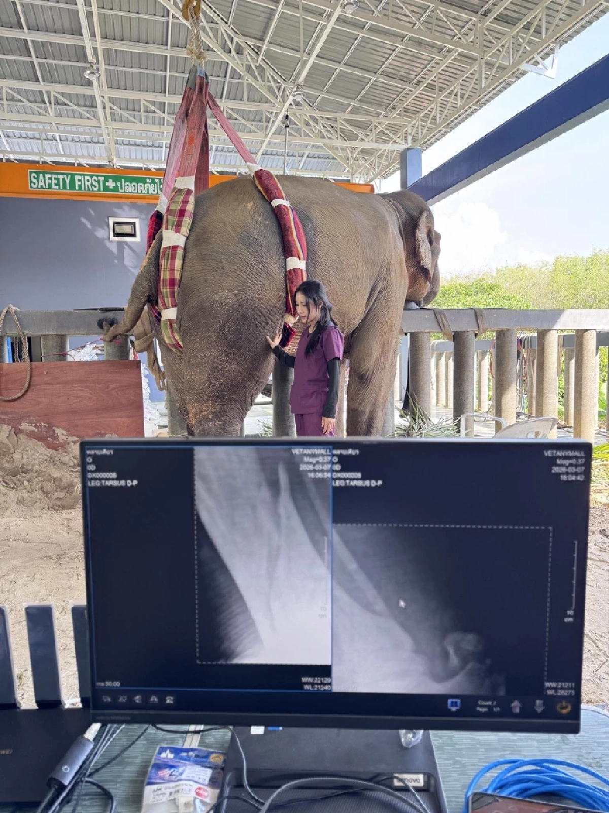 อัปเดตผลเอ็กซเรย์ "พี่เดียว" ช้างขาหัก หลังผ่านการรักษามา 35 วัน